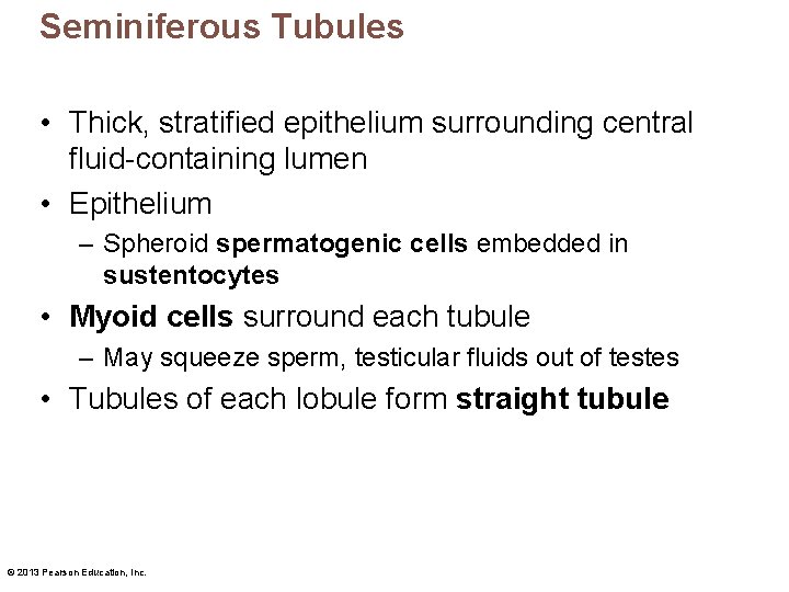 Seminiferous Tubules • Thick, stratified epithelium surrounding central fluid-containing lumen • Epithelium – Spheroid