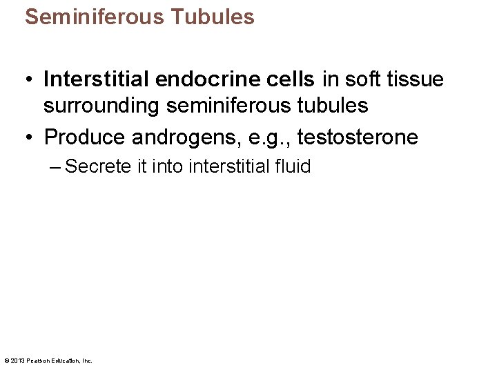 Seminiferous Tubules • Interstitial endocrine cells in soft tissue surrounding seminiferous tubules • Produce