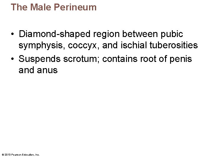 The Male Perineum • Diamond-shaped region between pubic symphysis, coccyx, and ischial tuberosities •