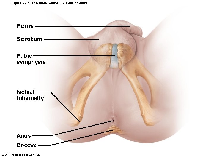 Figure 27. 4 The male perineum, inferior view. Penis Scrotum Pubic symphysis Ischial tuberosity