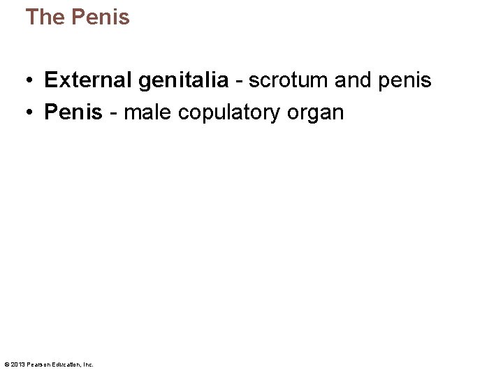 The Penis • External genitalia - scrotum and penis • Penis - male copulatory