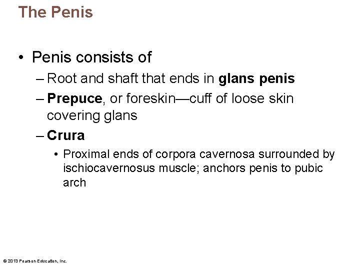 The Penis • Penis consists of – Root and shaft that ends in glans