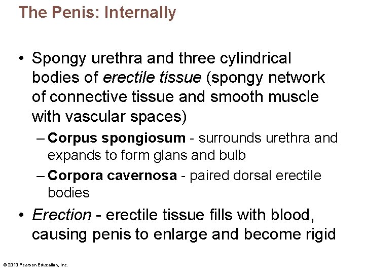 The Penis: Internally • Spongy urethra and three cylindrical bodies of erectile tissue (spongy