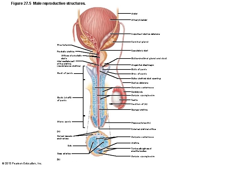 Figure 27. 5 Male reproductive structures. Ureter Urinary bladder Ampulla of ductus deferens Seminal