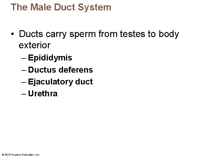 The Male Duct System • Ducts carry sperm from testes to body exterior –