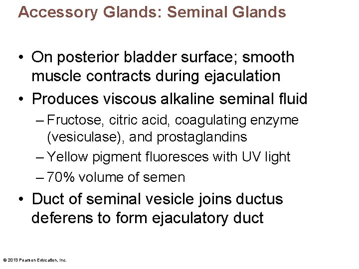 Accessory Glands: Seminal Glands • On posterior bladder surface; smooth muscle contracts during ejaculation