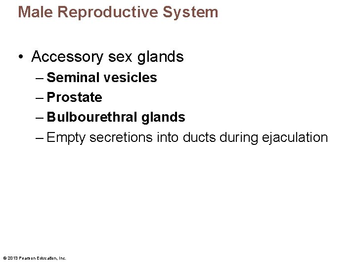 Male Reproductive System • Accessory sex glands – Seminal vesicles – Prostate – Bulbourethral