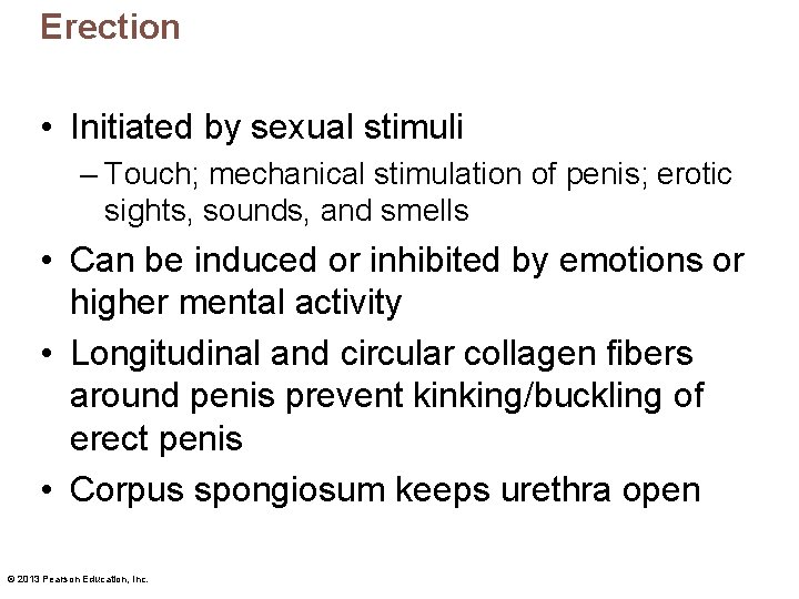 Erection • Initiated by sexual stimuli – Touch; mechanical stimulation of penis; erotic sights,