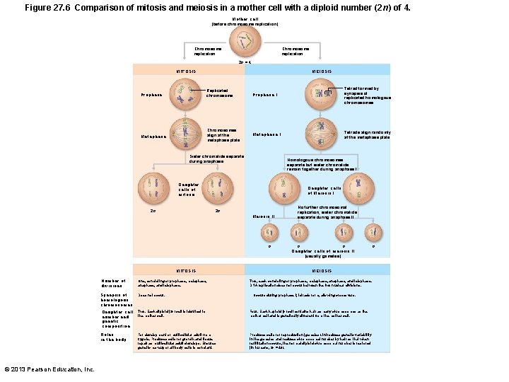 Figure 27. 6 Comparison of mitosis and meiosis in a mother cell with a