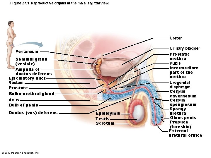 Figure 27. 1 Reproductive organs of the male, sagittal view. Ureter Peritoneum Seminal gland