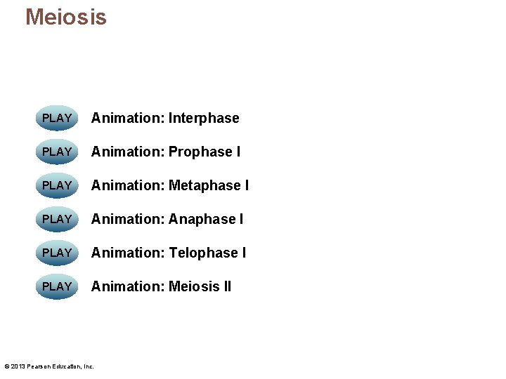 Meiosis PLAY Animation: Interphase PLAY Animation: Prophase I PLAY Animation: Metaphase I PLAY Animation: