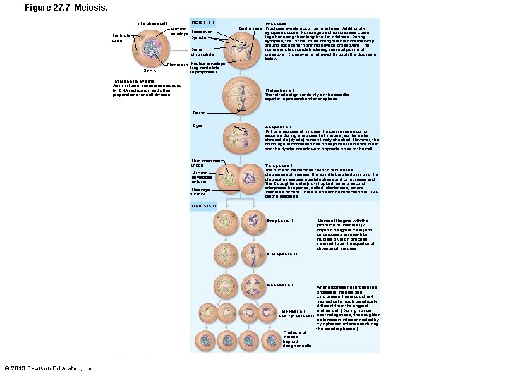 Figure 27. 7 Meiosis. MEIOSIS I Interphase cell Nuclear envelope Crossover Spindle Centriole pairs