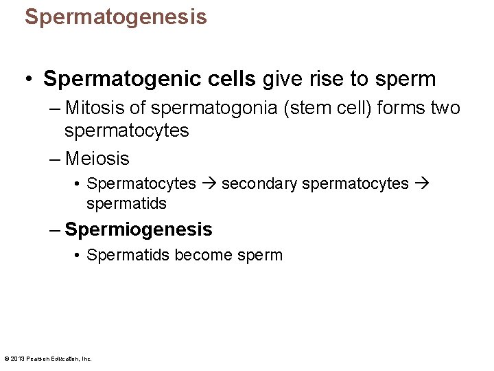 Spermatogenesis • Spermatogenic cells give rise to sperm – Mitosis of spermatogonia (stem cell)