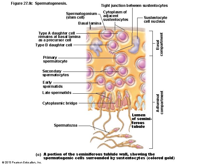 Figure 27. 8 c Spermatogenesis. Tight junction between sustentocytes Spermatogonium (stem cell) Basal lamina