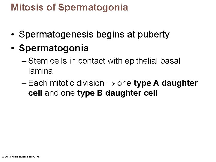 Mitosis of Spermatogonia • Spermatogenesis begins at puberty • Spermatogonia – Stem cells in