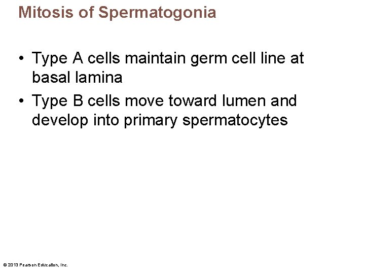 Mitosis of Spermatogonia • Type A cells maintain germ cell line at basal lamina