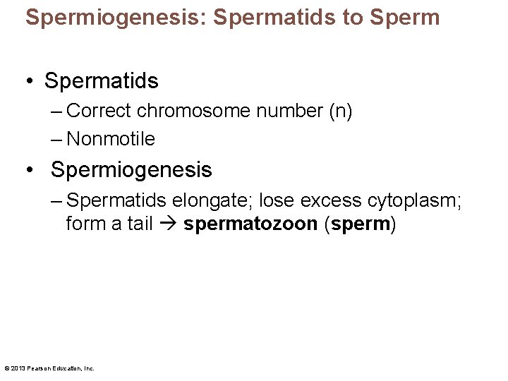 Spermiogenesis: Spermatids to Sperm • Spermatids – Correct chromosome number (n) – Nonmotile •