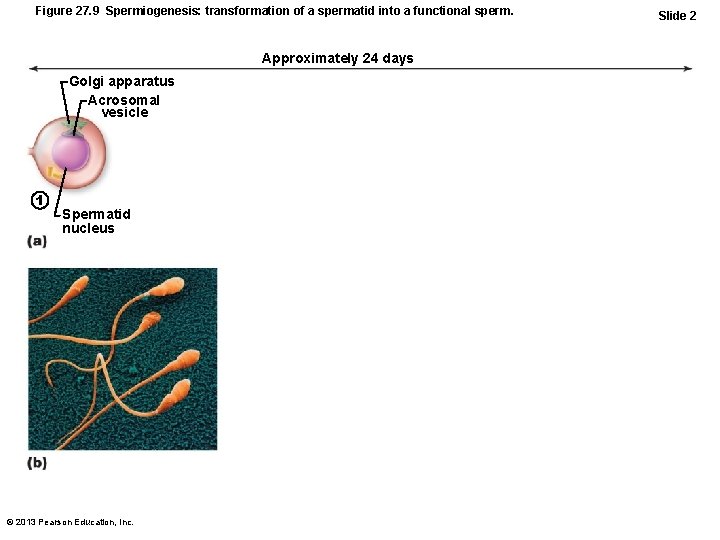 Figure 27. 9 Spermiogenesis: transformation of a spermatid into a functional sperm. Approximately 24