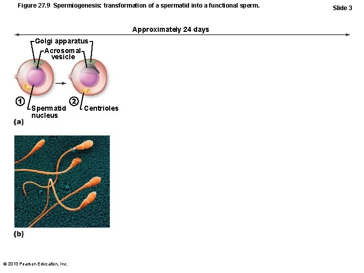 Figure 27. 9 Spermiogenesis: transformation of a spermatid into a functional sperm. Approximately 24