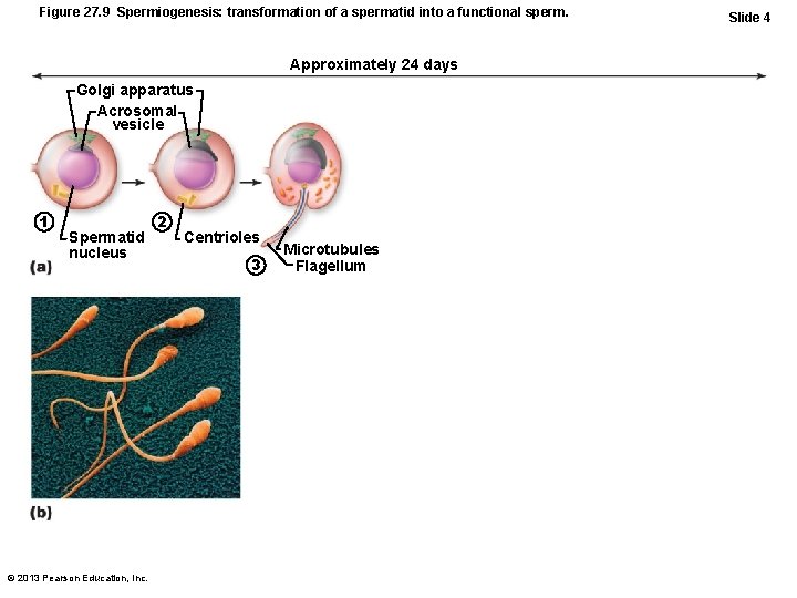 Figure 27. 9 Spermiogenesis: transformation of a spermatid into a functional sperm. Approximately 24