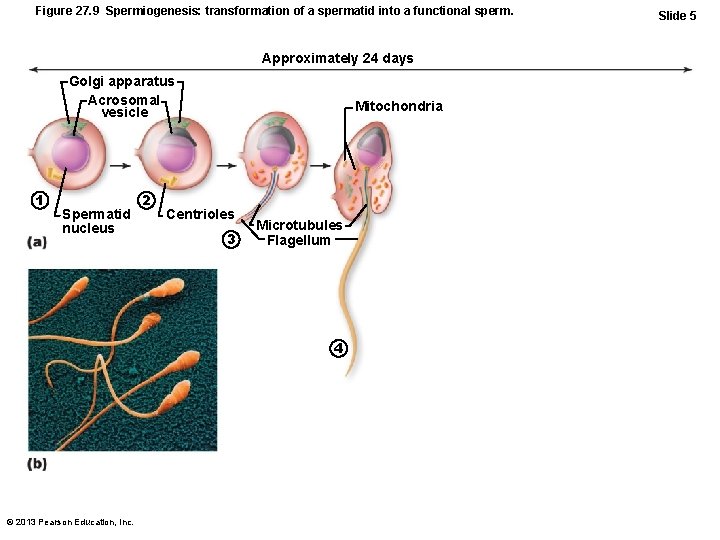 Figure 27. 9 Spermiogenesis: transformation of a spermatid into a functional sperm. Approximately 24