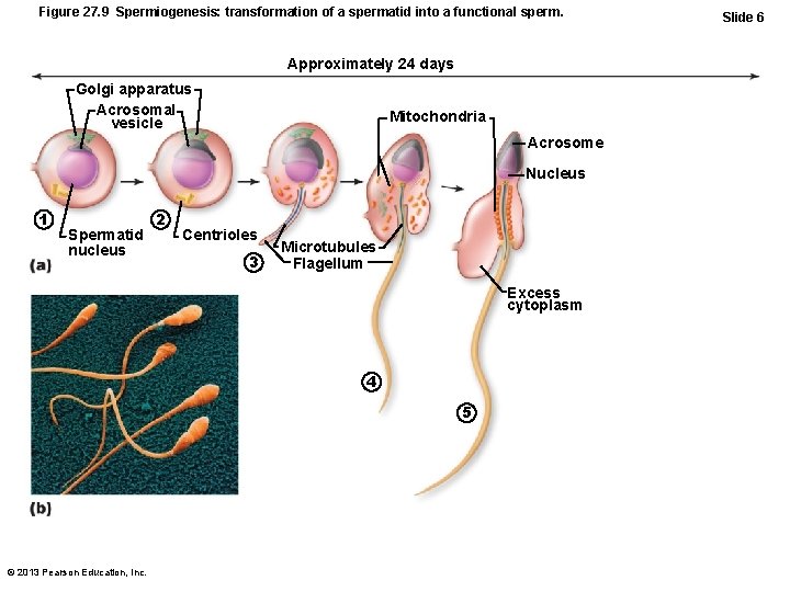 Figure 27. 9 Spermiogenesis: transformation of a spermatid into a functional sperm. Approximately 24