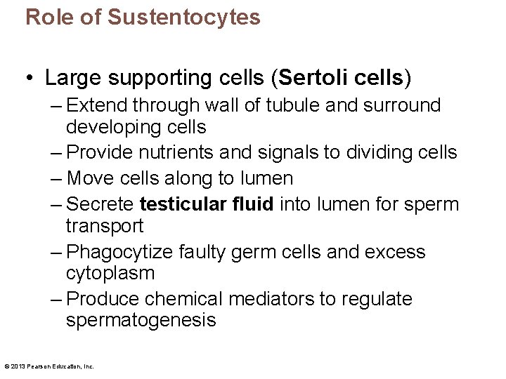 Role of Sustentocytes • Large supporting cells (Sertoli cells) – Extend through wall of