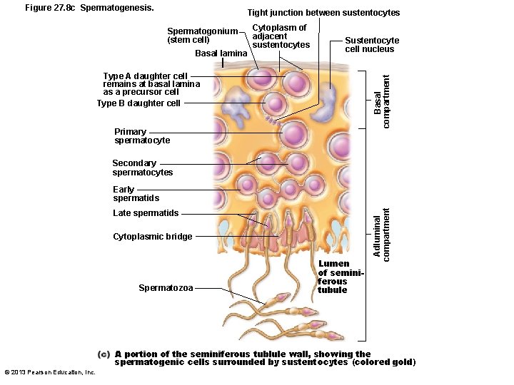 Figure 27. 8 c Spermatogenesis. Tight junction between sustentocytes Spermatogonium (stem cell) Basal lamina