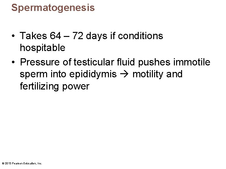 Spermatogenesis • Takes 64 – 72 days if conditions hospitable • Pressure of testicular