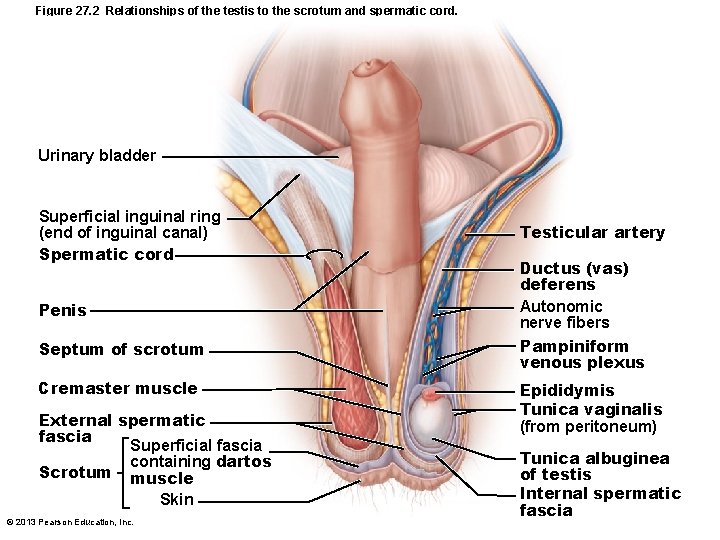 Figure 27. 2 Relationships of the testis to the scrotum and spermatic cord. Urinary