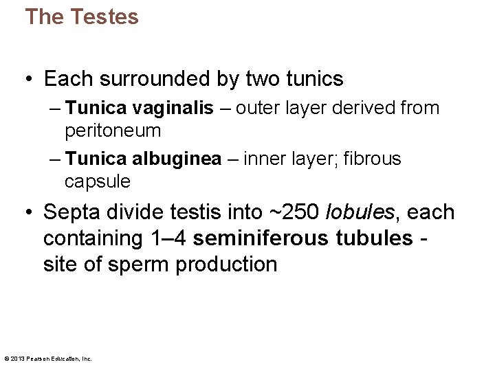 The Testes • Each surrounded by two tunics – Tunica vaginalis – outer layer