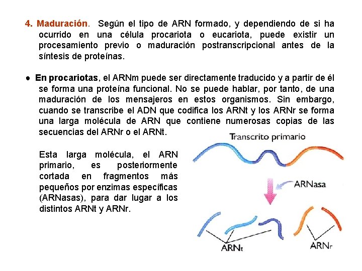 4. Maduración. Según el tipo de ARN formado, y dependiendo de si ha ocurrido