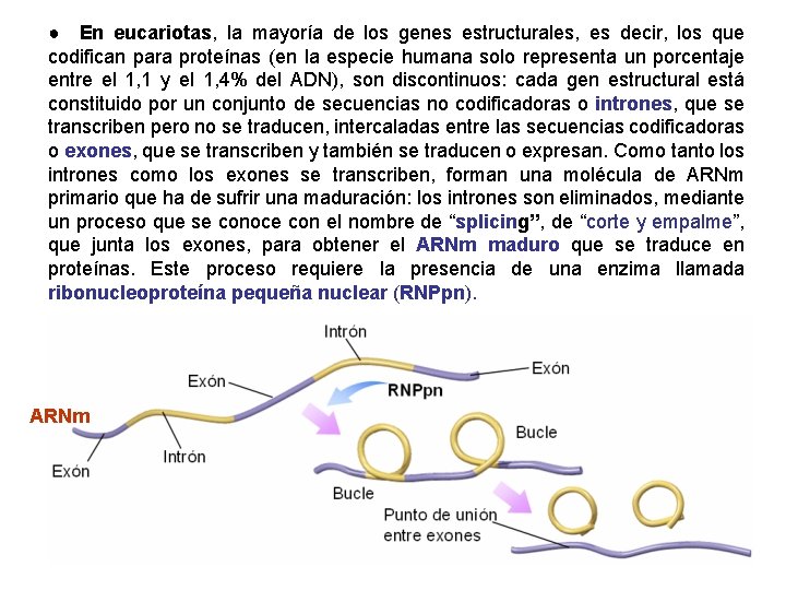 ● En eucariotas, la mayoría de los genes estructurales, es decir, los que codifican