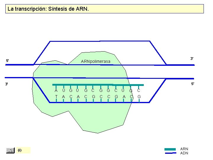La transcripción: Síntesis de ARN. 5’ 3’ ARNpolimerasa 5’ 3’ A T (i) U