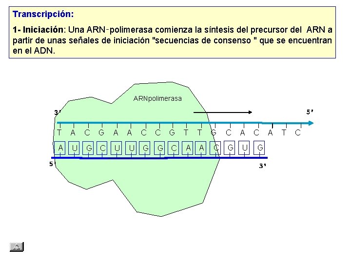 Transcripción: 1 - Iniciación: Una ARN‑polimerasa comienza la síntesis del precursor del ARN a