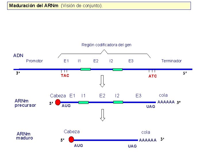 Maduración del ARNm (Visión de conjunto). Región codificadora del gen ADN Promotor E 1