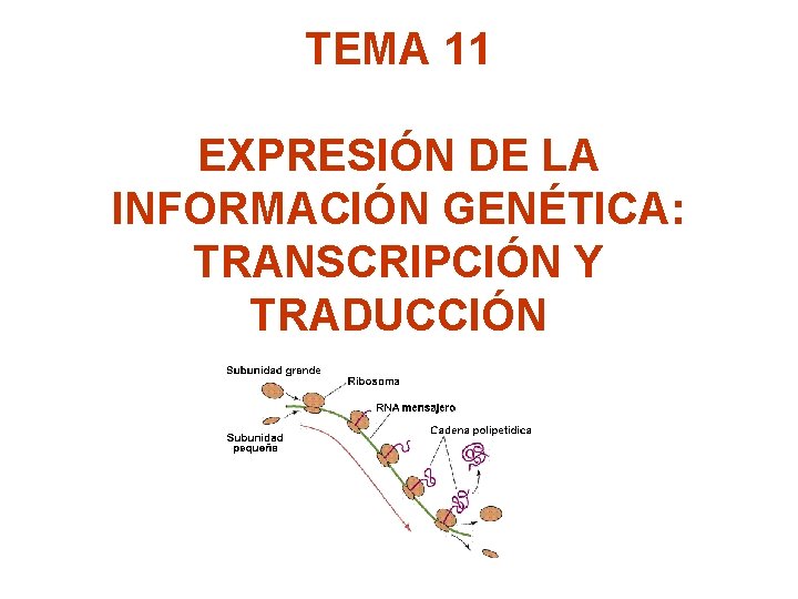 TEMA 11 EXPRESIÓN DE LA INFORMACIÓN GENÉTICA: TRANSCRIPCIÓN Y TRADUCCIÓN 