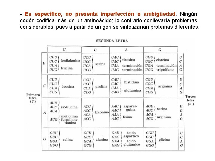 - Es específico, no presenta imperfección o ambigüedad. Ningún codón codifica más de un