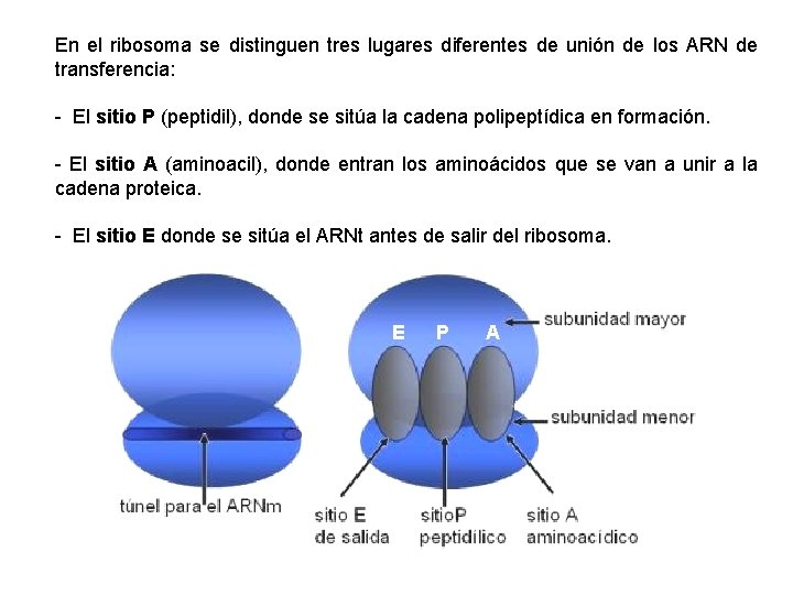 En el ribosoma se distinguen tres lugares diferentes de unión de los ARN de