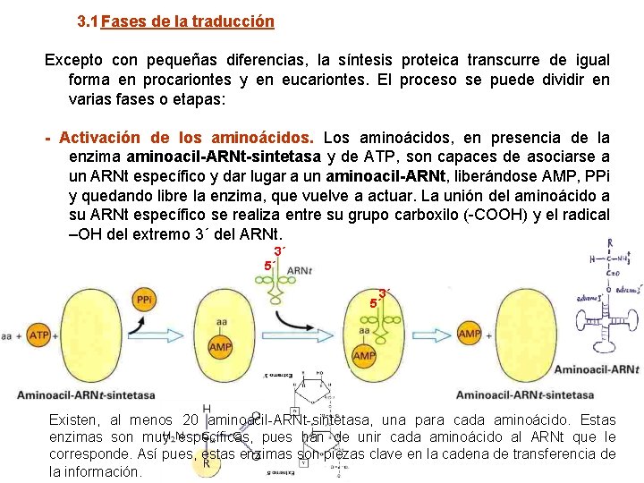 3. 1 Fases de la traducción Excepto con pequeñas diferencias, la síntesis proteica transcurre