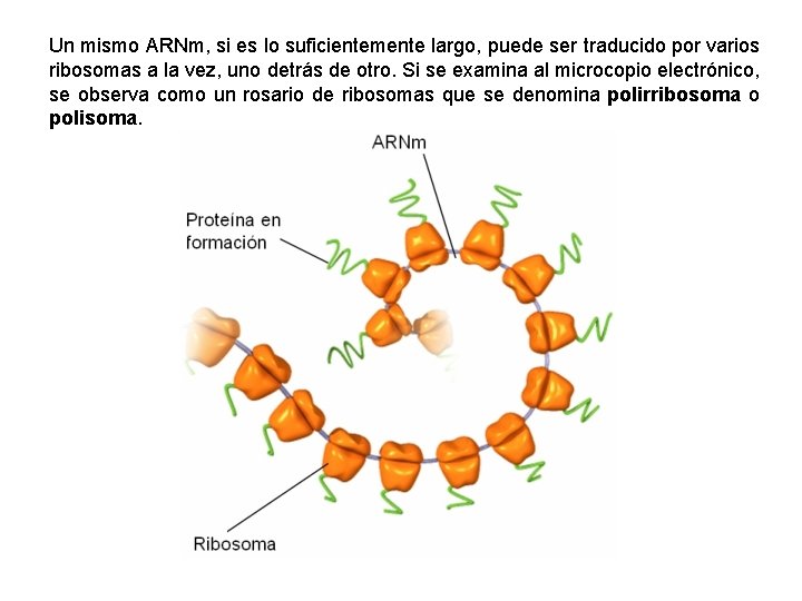 Un mismo ARNm, si es lo suficientemente largo, puede ser traducido por varios ribosomas