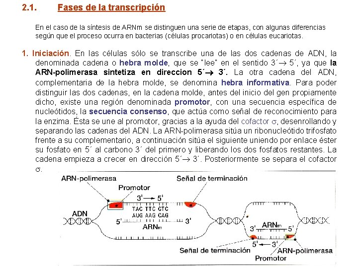 2. 1. Fases de la transcripción En el caso de la síntesis de ARNm