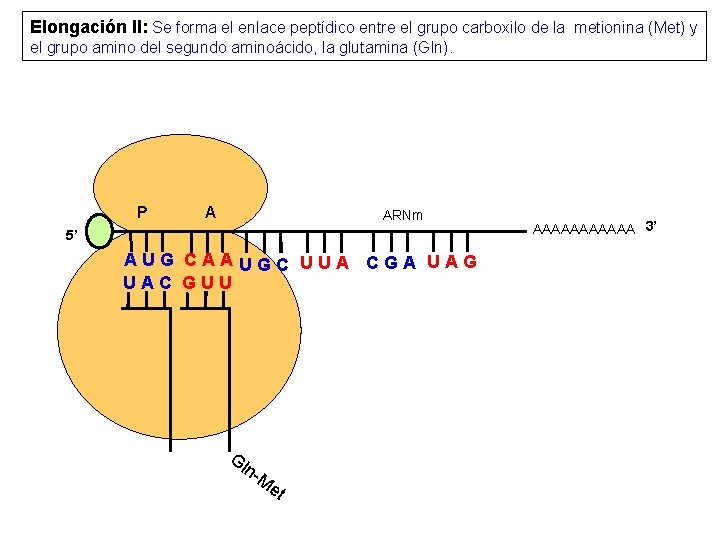 Elongación II: Se forma el enlace peptídico entre el grupo carboxilo de la metionina