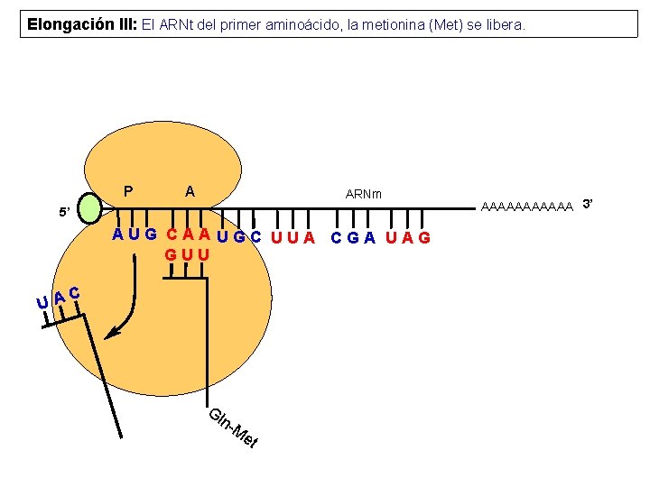 Elongación III: El ARNt del primer aminoácido, la metionina (Met) se libera. P A