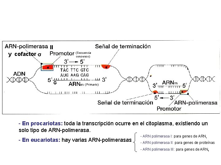 II y cofactor (Secuencia consenso) G (Primario) - En procariotas: toda la transcripción ocurre