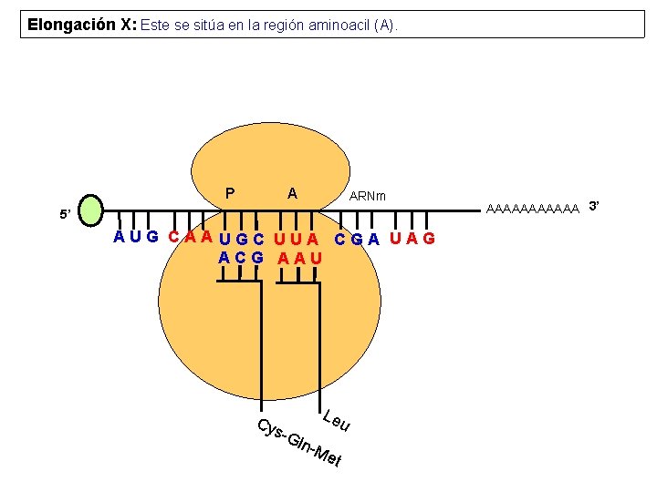 Elongación X: Este se sitúa en la región aminoacil (A). P A ARNm 5’
