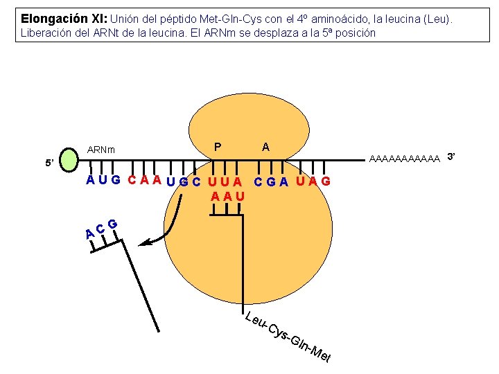 Elongación XI: Unión del péptido Met-Gln-Cys con el 4º aminoácido, la leucina (Leu). Liberación