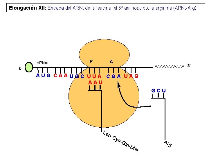Elongación XII: Entrada del ARNt de la leucina, el 5º aminoácido, la arginina (ARNt-Arg).