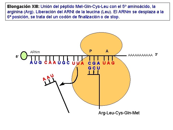 Elongación XIII: Unión del péptido Met-Gln-Cys-Leu con el 5º aminoácido, la arginina (Arg). Liberación