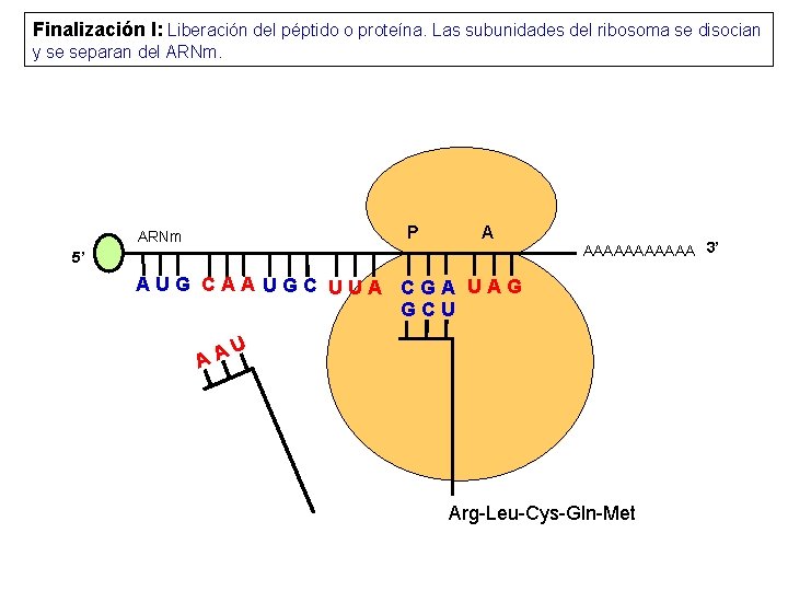 Finalización I: Liberación del péptido o proteína. Las subunidades del ribosoma se disocian y